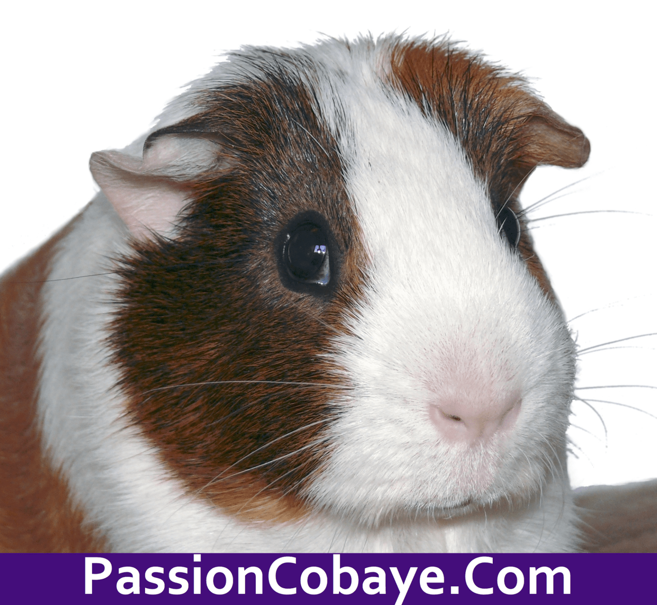 1410757_10151753064041167_1735673804_o