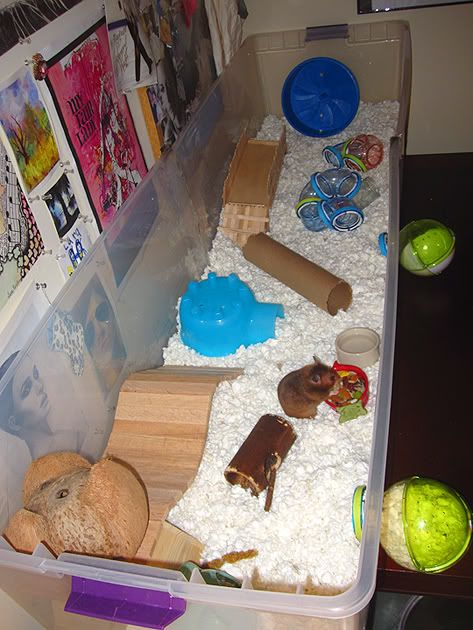 Hamac à Bascule En Bois Pour Hamster Et Petits Animaux - Jouet à Mâcher Et Pont De Jeu Pour Cage