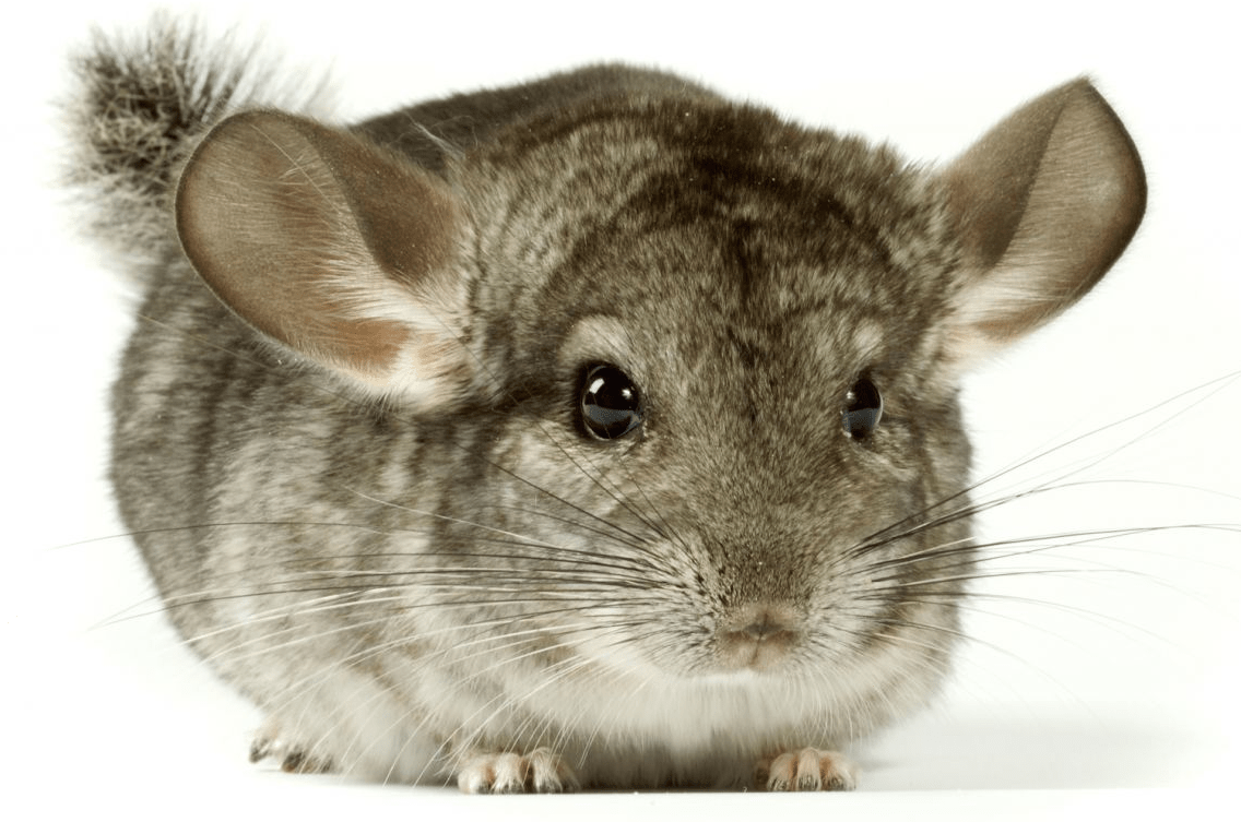 chinchilla