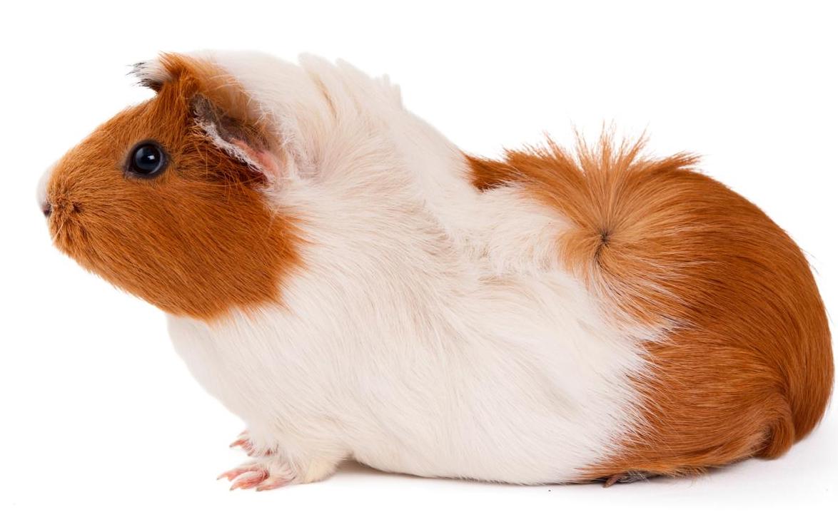 cochon d'inde cobaye.jpg