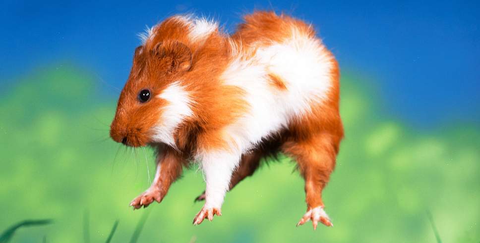 Mon cochon d’Inde saute dans tous les sens ! – NAC Magazine