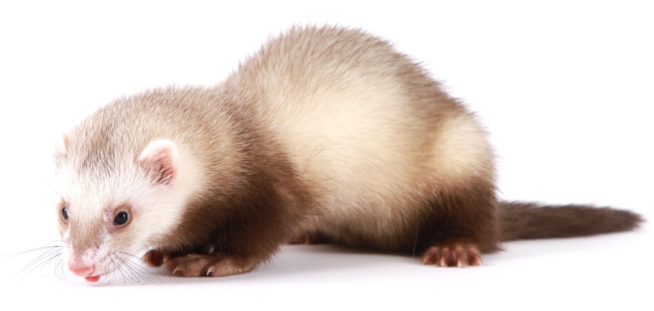 furet
