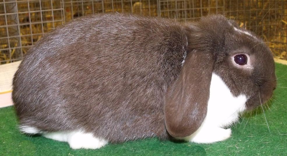 lapin nain bélier