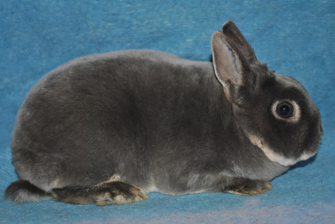 rex nain loutre bleu