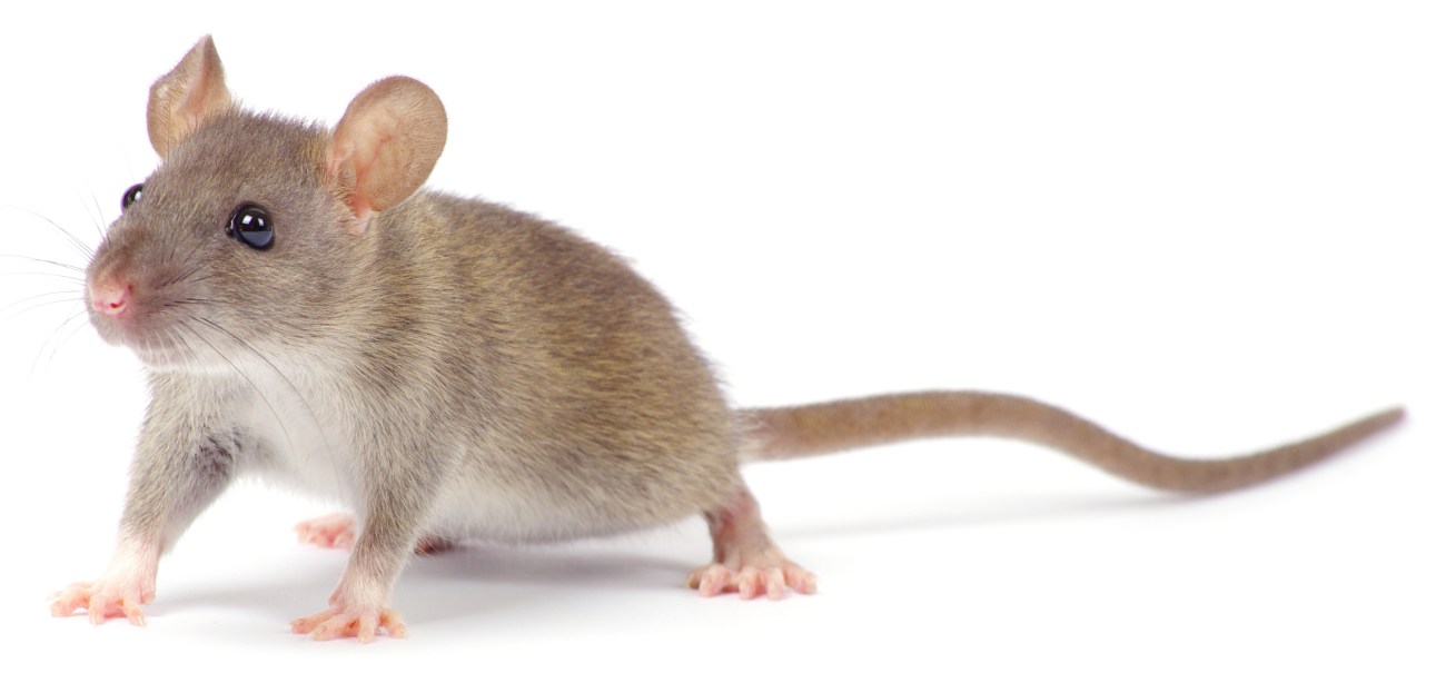 rat isolated on white background