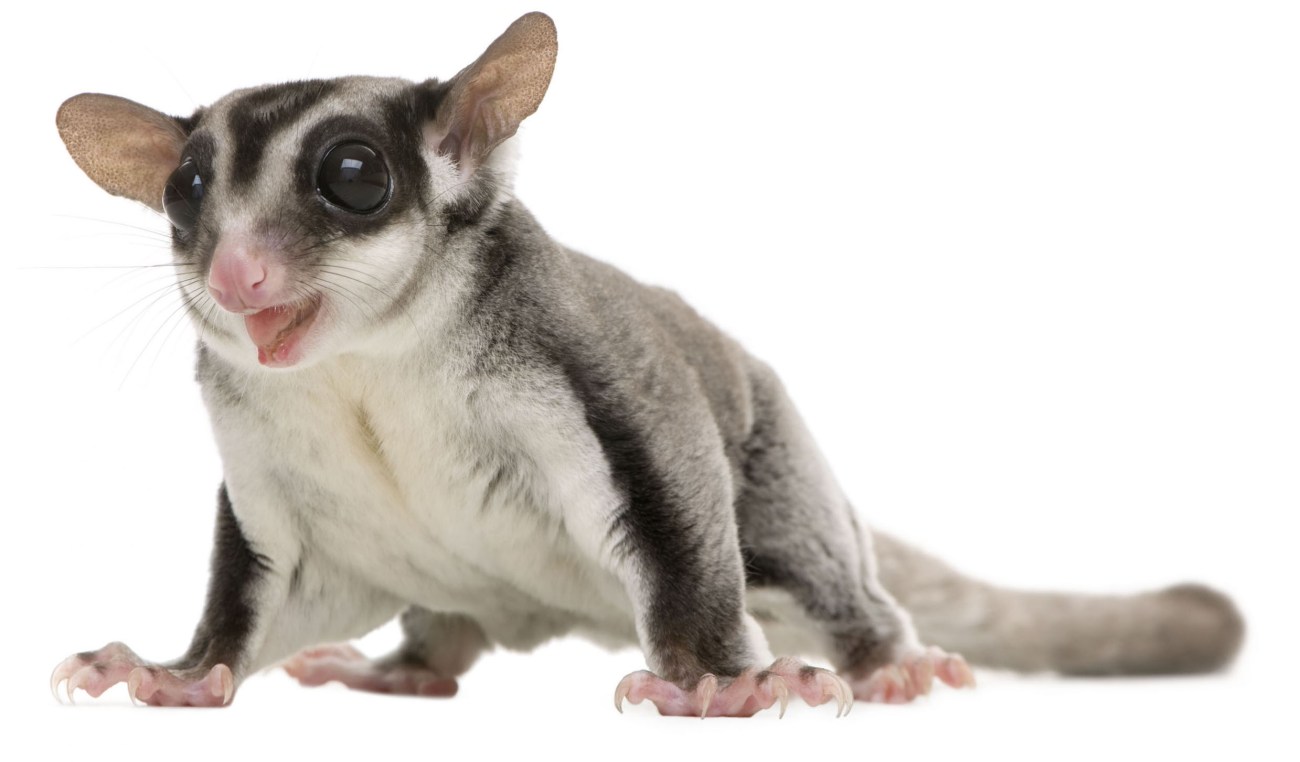 sugar glider