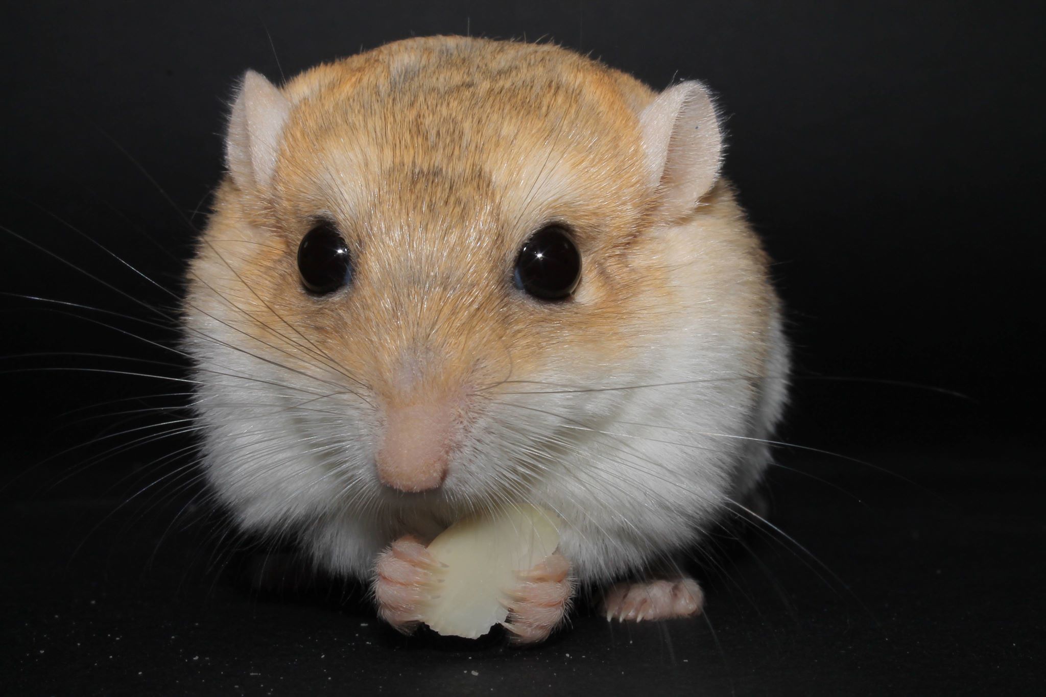 46976927_2243117232374032_4184919002537000960_n