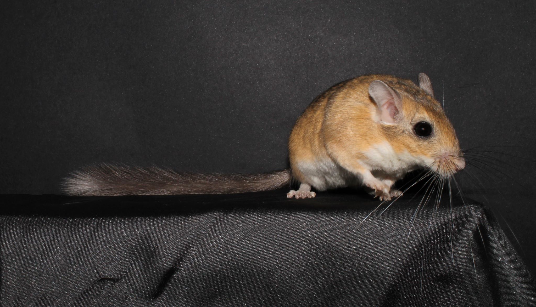 47132074_369771050460969_1527202078814896128_n