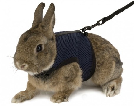 harnais-et-laisse-jogging-ferplast