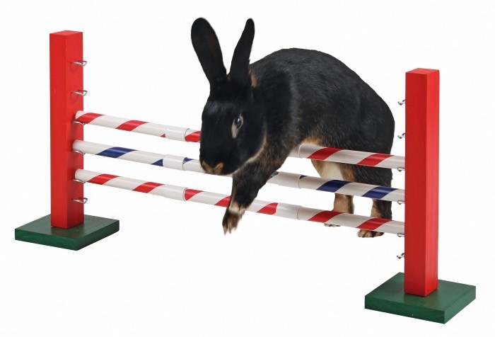 obstacle-en-hauteur-agility-kerbl (1)