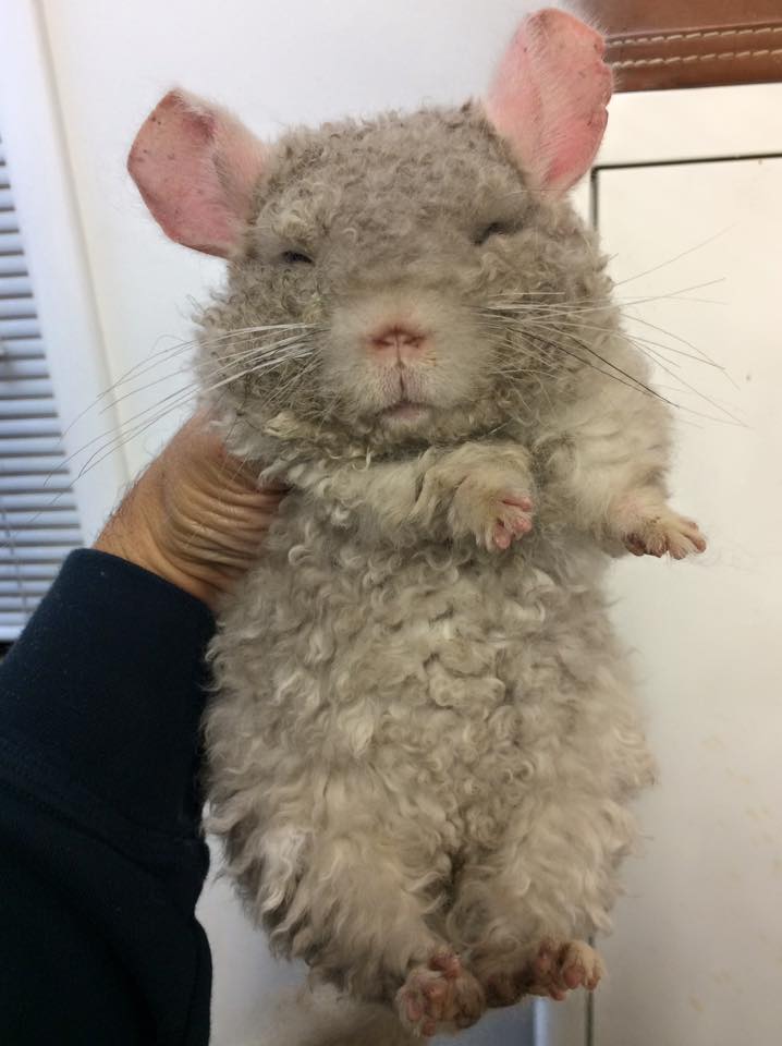Chinchilla Locken
