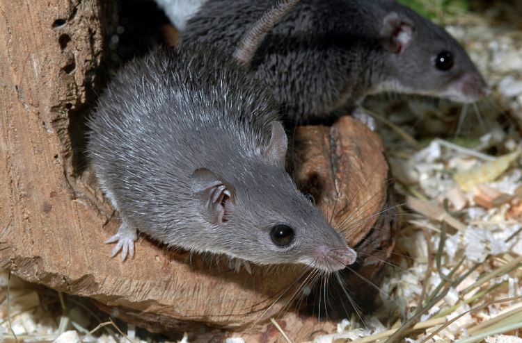 Acomys cahirinus cahirinus