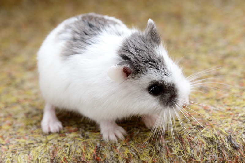 hamster de roborovski bleu