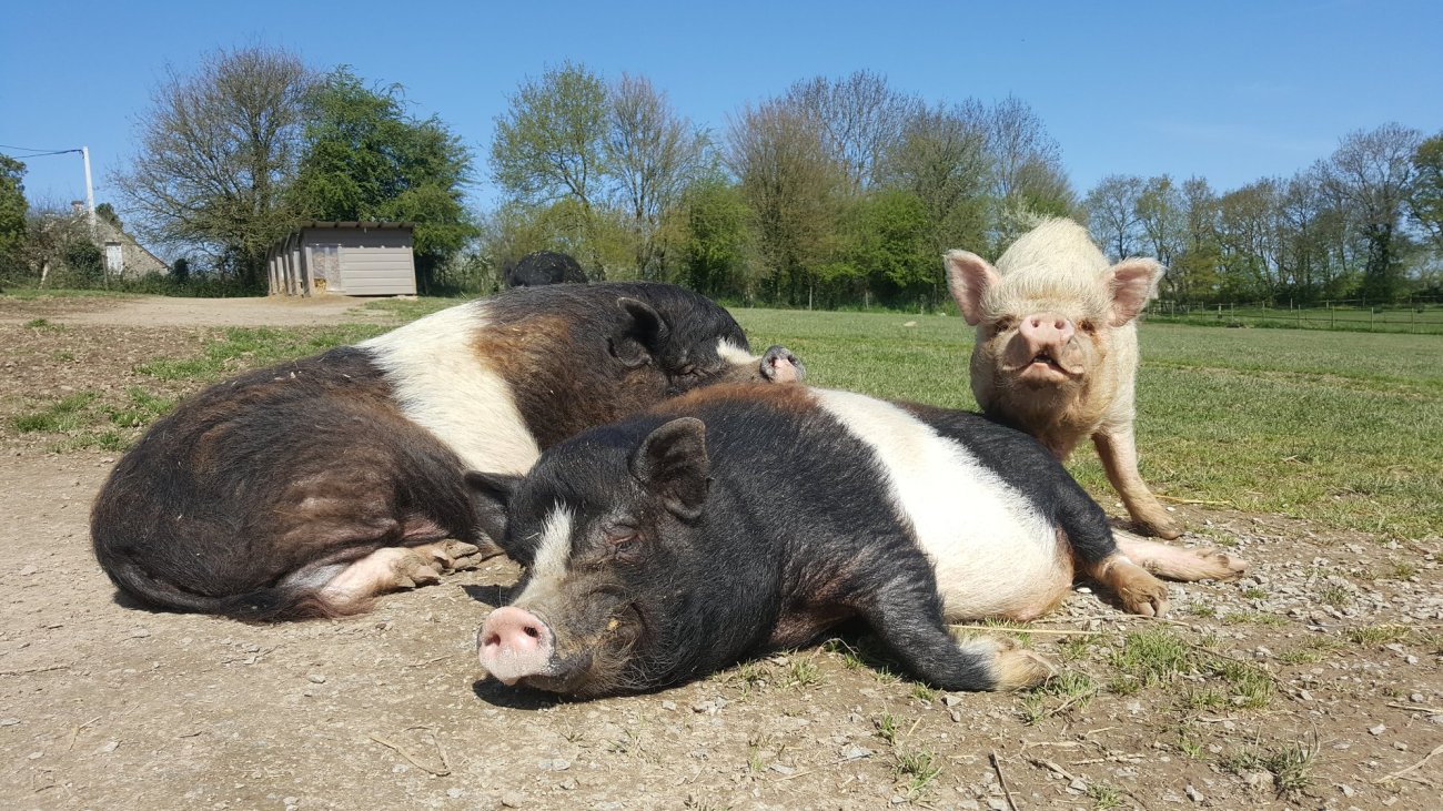 31144169_1701136996606222_4725419823327084544_o