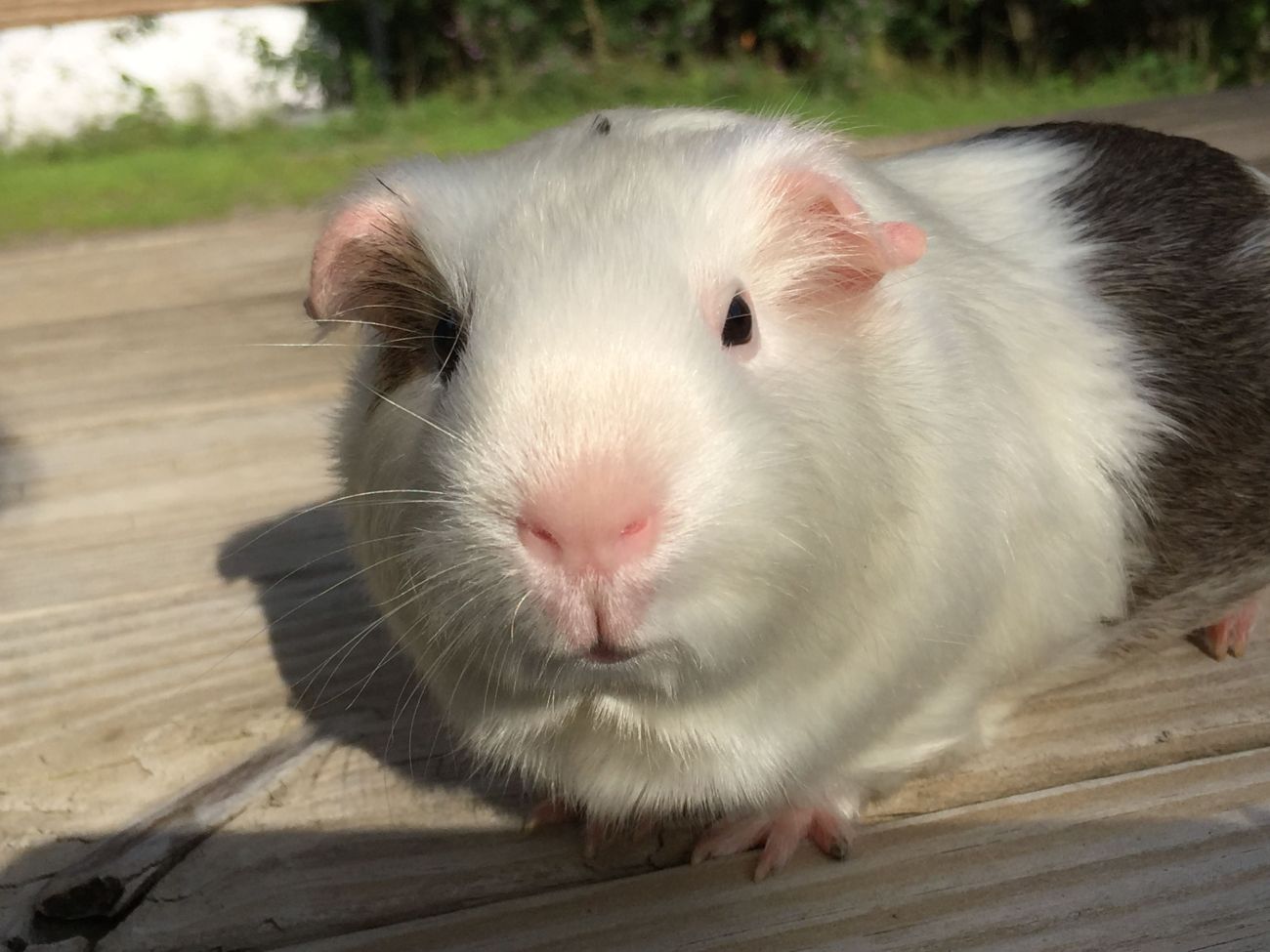 Cobaye cochon d'Inde satin