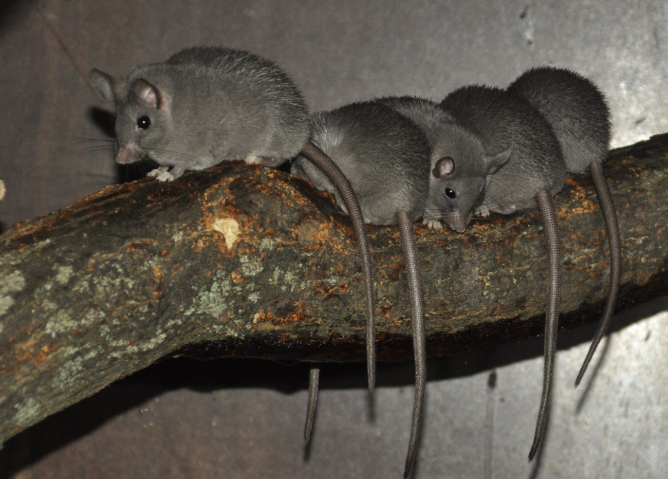 Acomys-cahirinus-noire