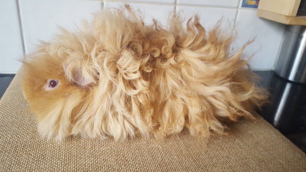 Lunkarya cobaye cochon d'inde