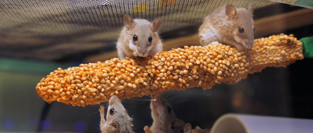 Souris pygmée africaine.png