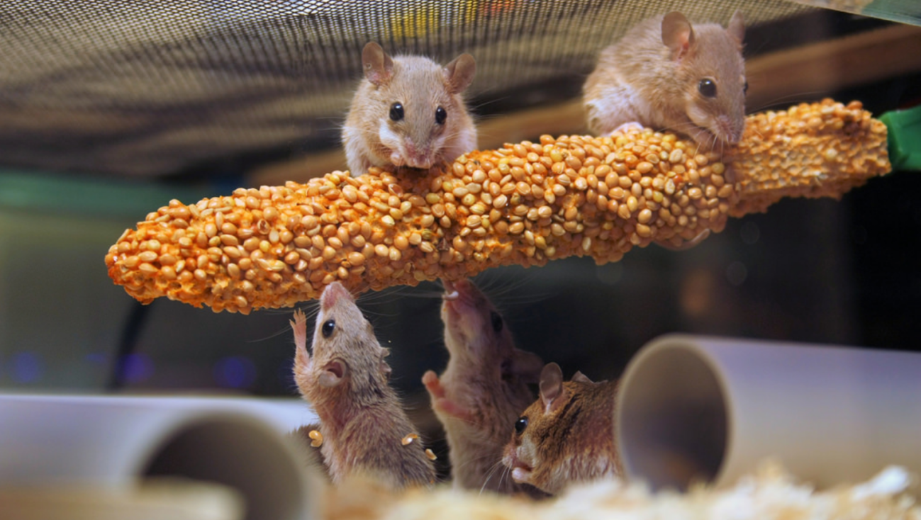 Souris pygmée africaine.png