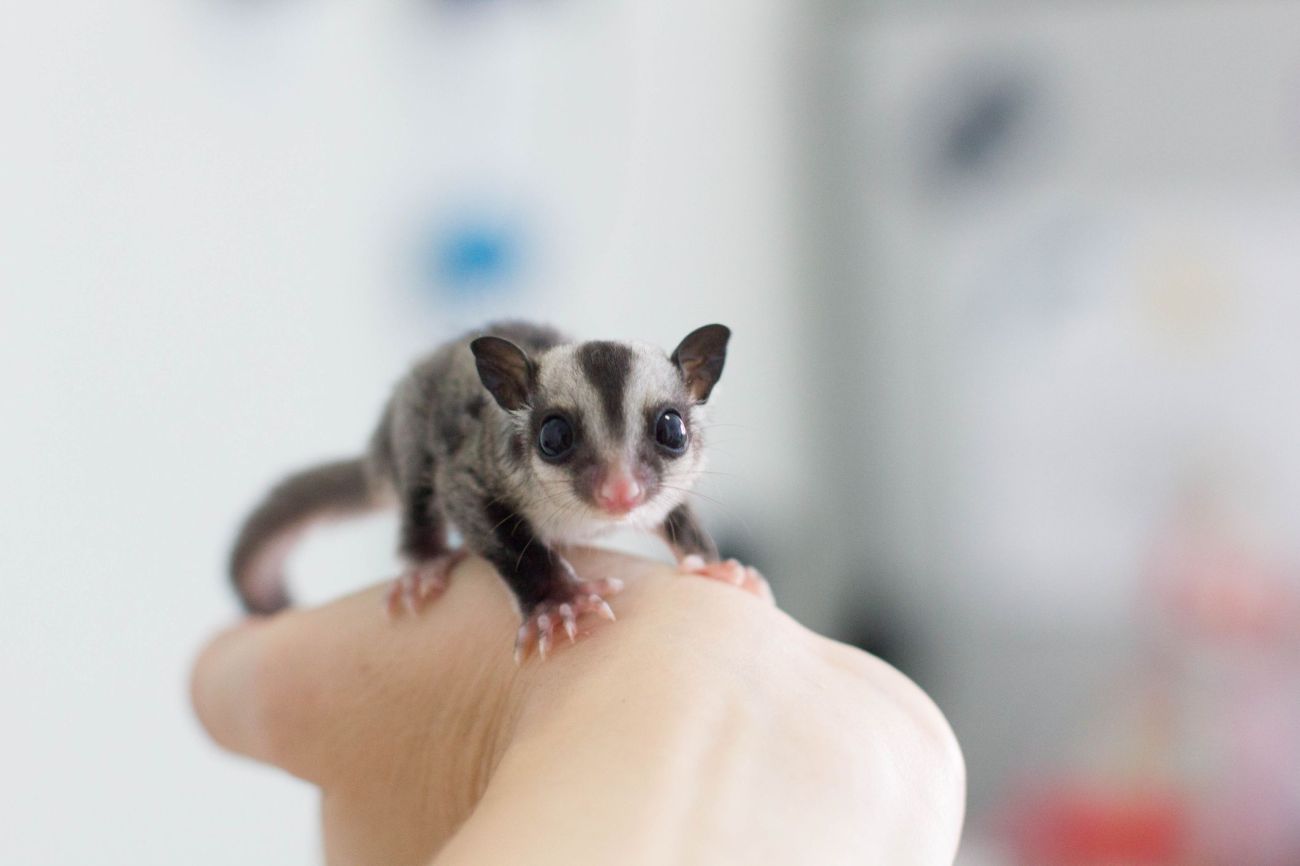 joey sugar glider