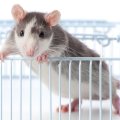 best-rat-cages