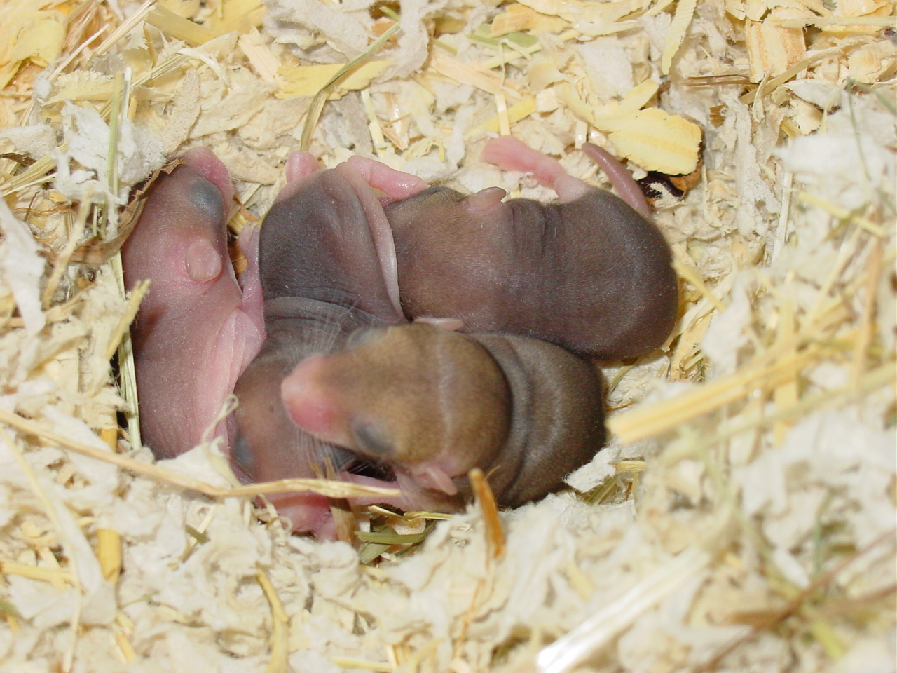 bébés gerbille queue grasse