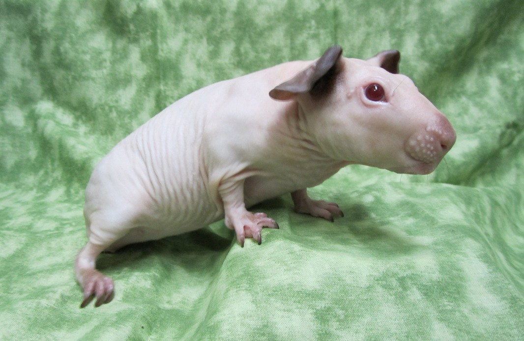 cobaye cochon d'inde baldwin