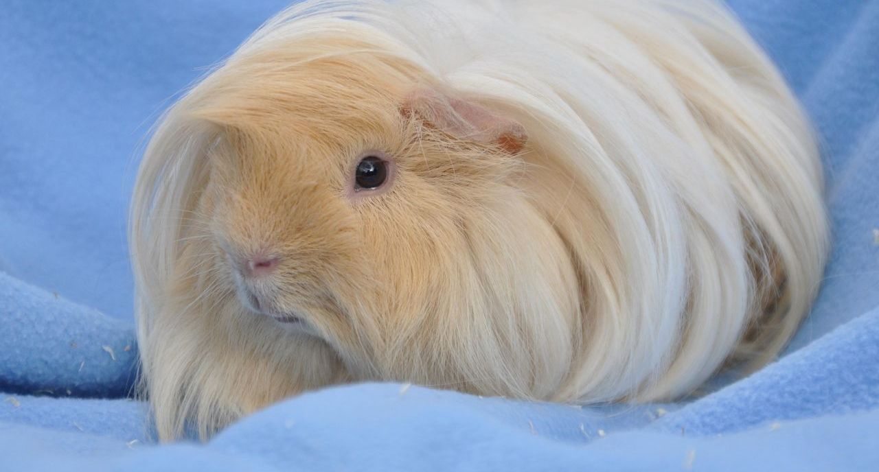 cobaye cochon d'inde péruvien