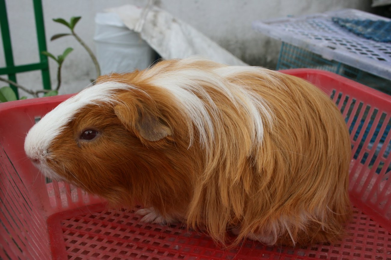 cobaye cochon d'inde sheltie