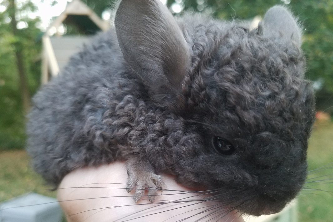 chinchilla locken curly