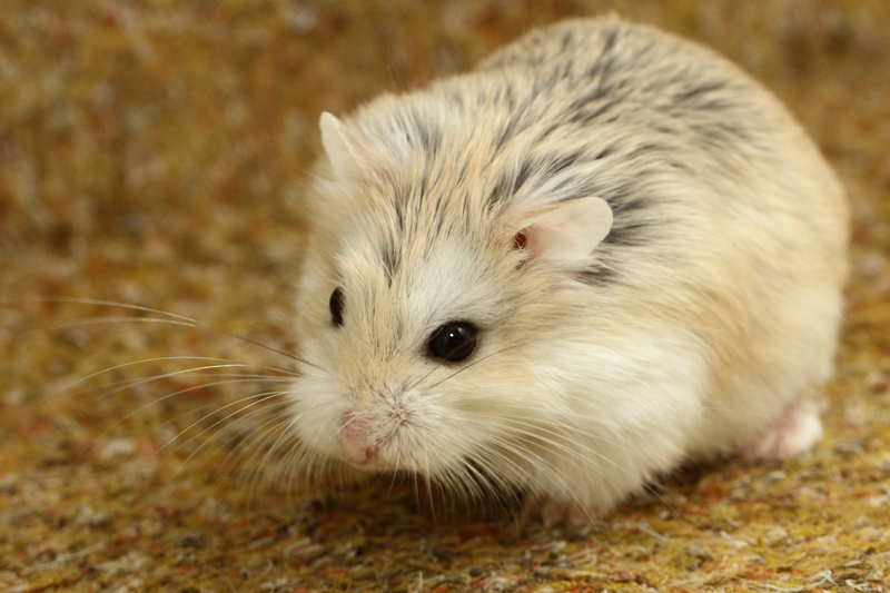 Hamster de roborovski canelle