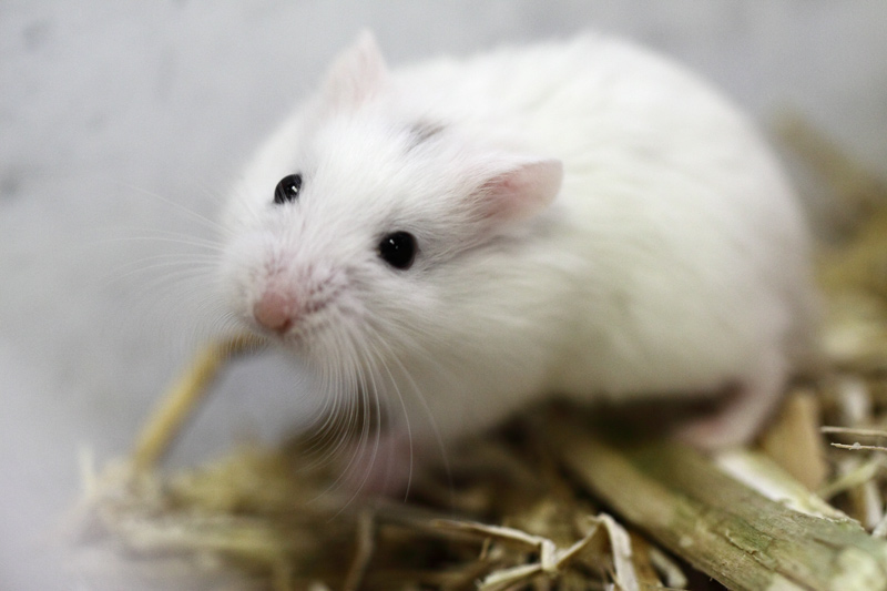 hamster de roborovski head spot.jpg