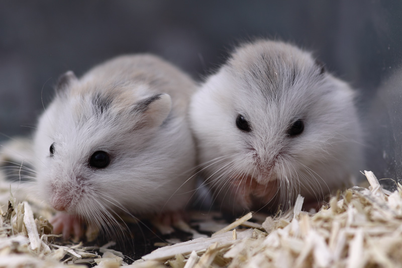 hamster de roborovski husky