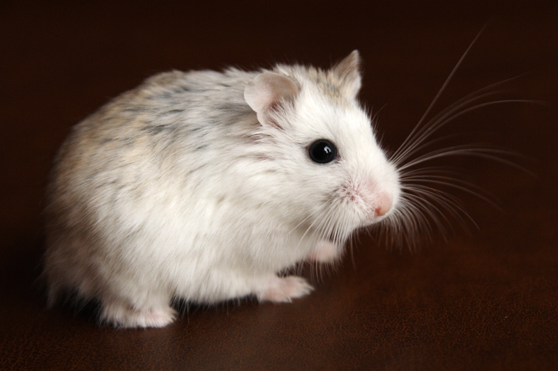 hamster de roborovski platinum