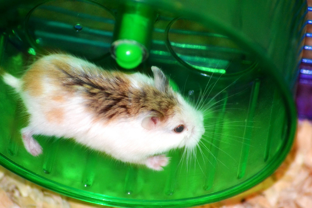 hamster roborovski mottled