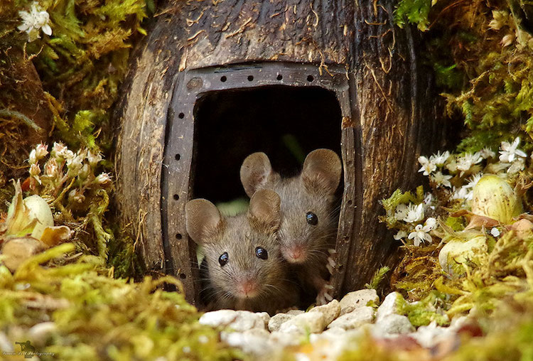 miniature-mice-family-simon-dell-1