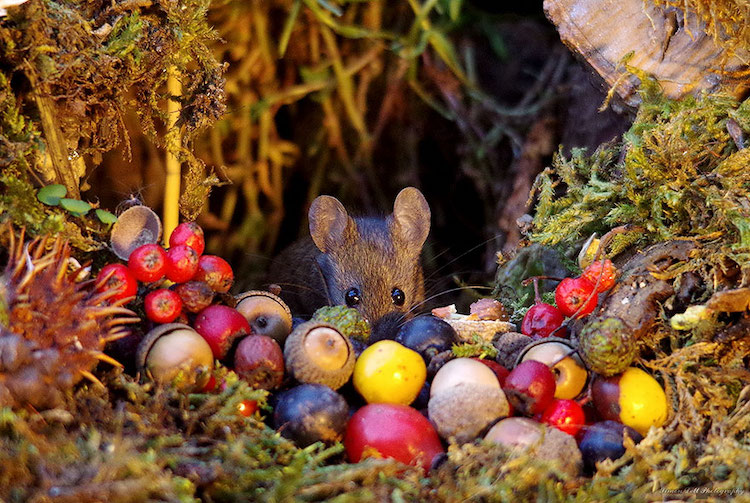 miniature-mice-family-simon-dell-18