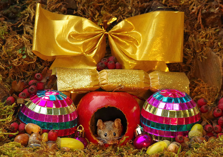 miniature-mice-family-simon-dell-19