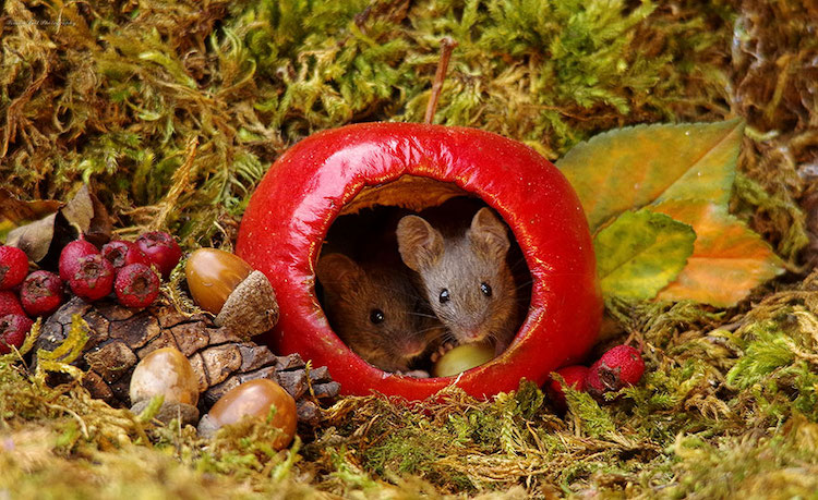 miniature-mice-family-simon-dell-8