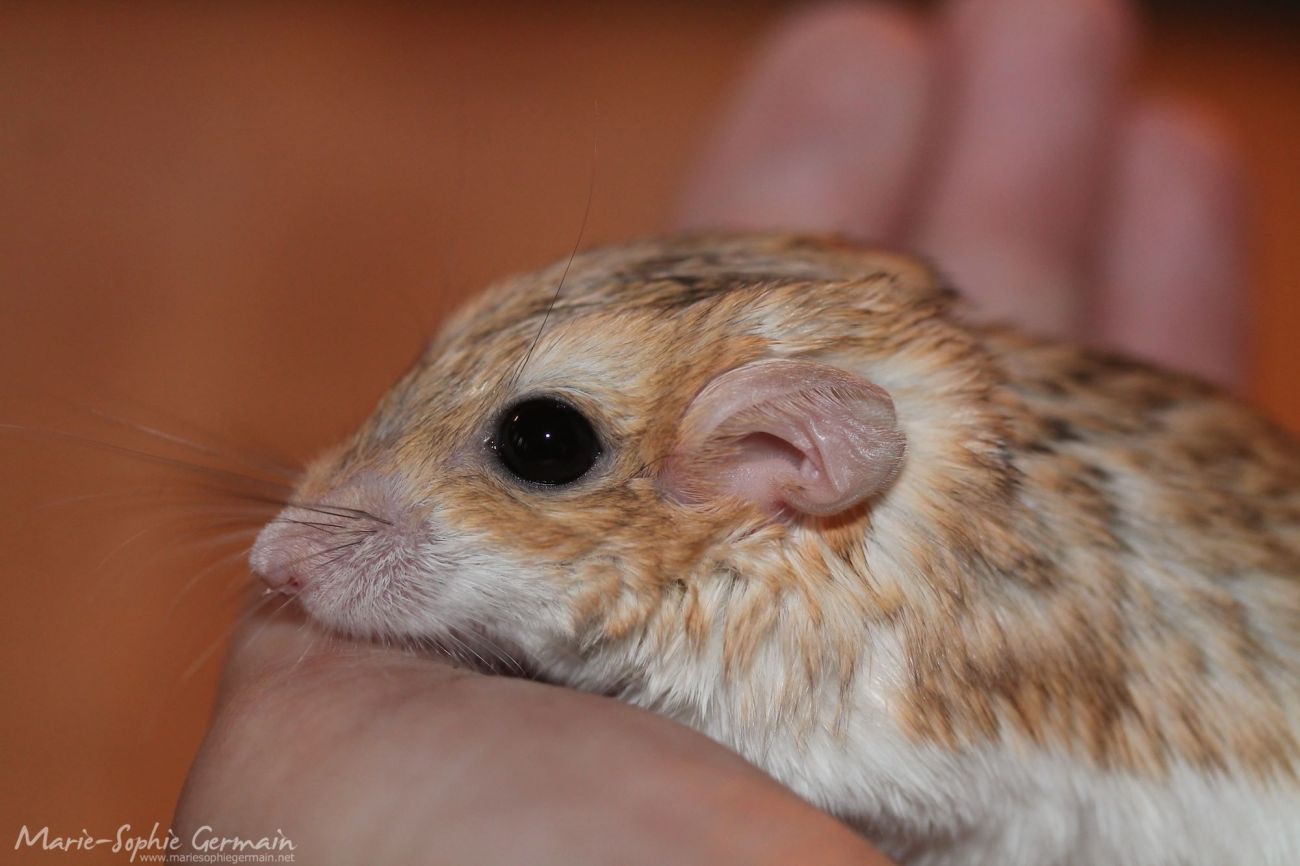 pachyuromys duprasi gerbille à queue grasse