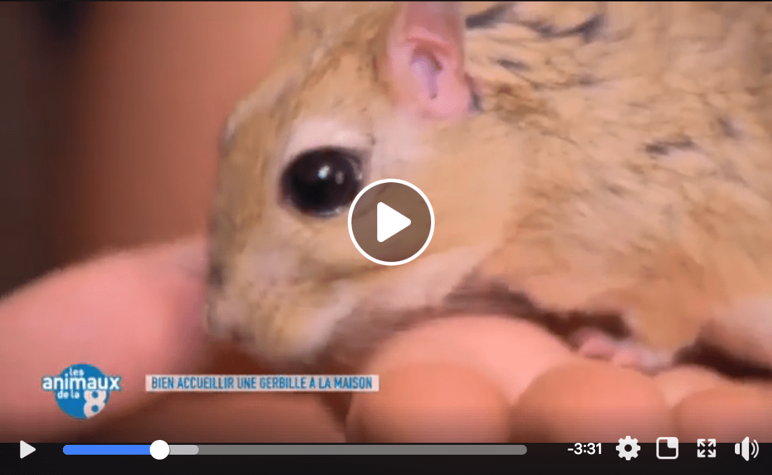 vidéo s'occuper de sa gerbille.png